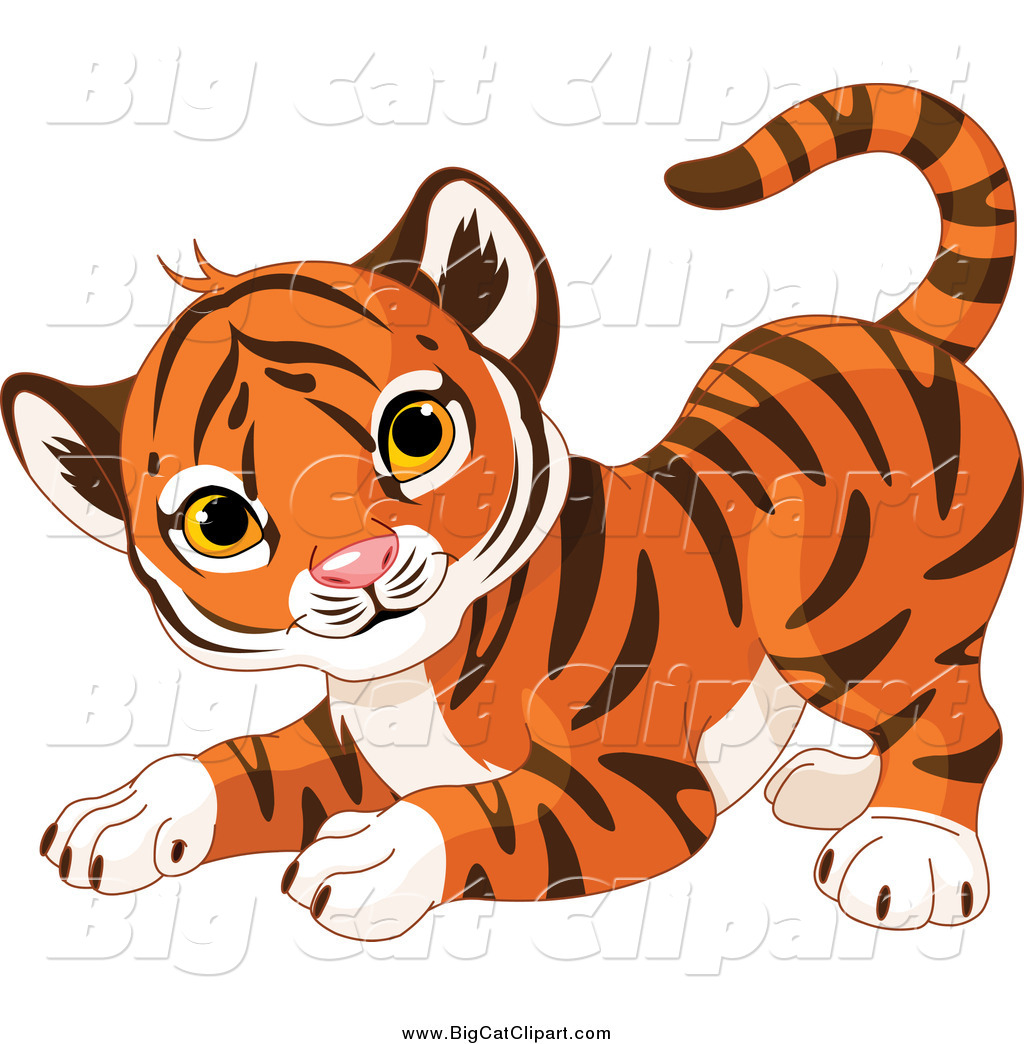 Royalty Free Tiger Stock Big Cat Designs