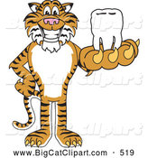 Big Cat Cartoon Vector Clipart of a Happy Tiger Character School Mascot Holding a Tooth by Mascot Junction