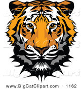 Big Cat Vector Clipart of a Tiger Mascot Head by Chromaco