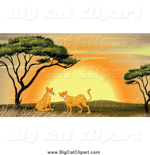 Big Cat Cartoon Vector Clipart of Cheetahs near an Acacia Tree at Sunset