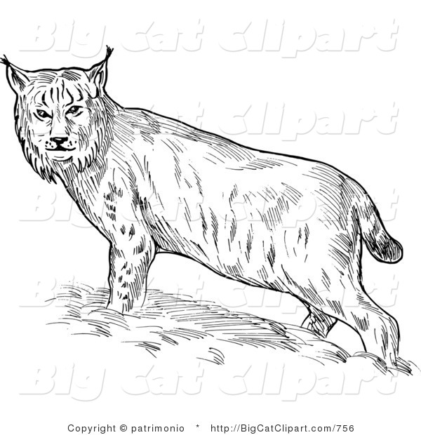 Big Cat Clipart of a Sketched Eurasian Bobcat