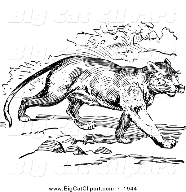 Big Cat Vector Clipart of a Black and White Walking Cougar