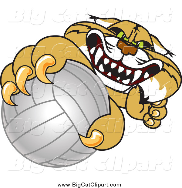 Big Cat Vector Clipart of a Bobcat Grabbing a Volleyball