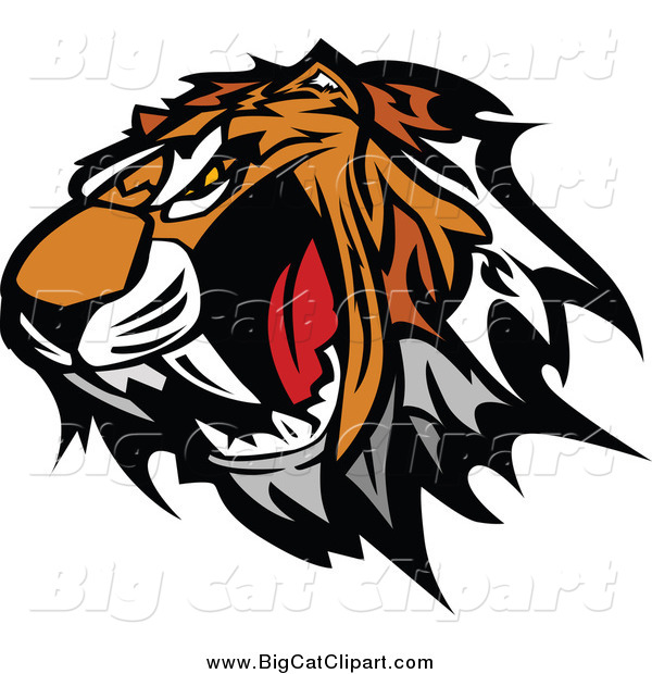 Big Cat Vector Clipart of a Roaring Tiger Head Baring Teeth