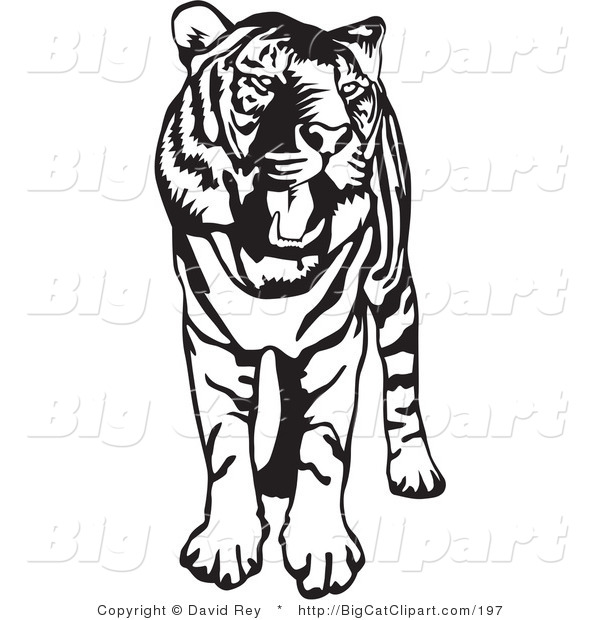 Big Cat Vector Clipart of a Standing Black and White Tiger with Its Mouth Open and Yawning