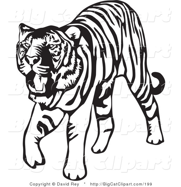 Big Cat Vector Clipart of a Walking Black and White Tiger on White