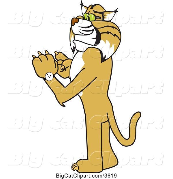 Vector Clipart of a Cartoon Bobcat School Mascot Checking His Watch for the Time, Symbolizing Dependability