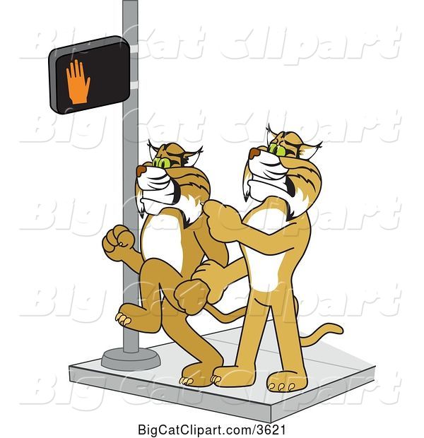 Vector Clipart of a Cartoon Bobcat School Mascot Stopping Another from Using a Crosswalk at the Wrong Time, Symbolizing Safety