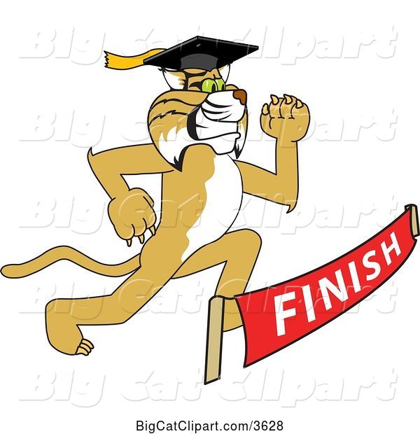 Vector Clipart of a Cartoon Determined Bobcat School Mascot Graduate Running to a Finish Line