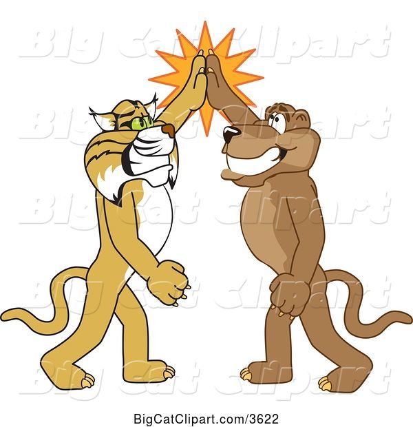 Vector Clipart of Cartoon Bobcat and Cougar School Mascots High Fiving, Symbolizing Teamwork and Sportsmanship