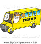 Big Cat Cartoon Vector Clipart of a Grinning Tiger Character School Mascot Driving a Bus by Mascot Junction