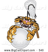 Big Cat Cartoon Vector Clipart of a Mad Tiger Character School Mascot Playing Lacrosse by Toons4Biz