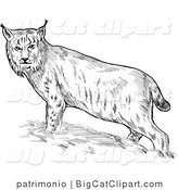 Big Cat Clipart of a Sketched Eurasian Bobcat by Patrimonio