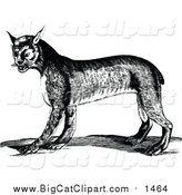 Big Cat Vector Clipart of a Black and White Bobcat by Prawny Vintage