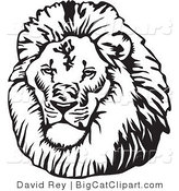 Big Cat Vector Clipart of a Black and White Male Lion Head with a Big Mane by David Rey