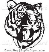 Big Cat Vector Clipart of a Black and White Roaring Tiger Head on White by David Rey