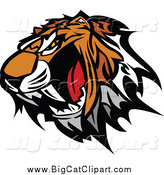 Big Cat Vector Clipart of a Roaring Tiger Head Baring Teeth by Chromaco