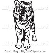 Big Cat Vector Clipart of a Standing Black and White Tiger with Its Mouth Open and Yawning by David Rey