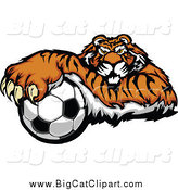 Big Cat Vector Clipart of a Tiger Resting on a Soccer Ball by Chromaco