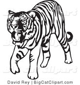 Big Cat Vector Clipart of a Walking Black and White Tiger on White by David Rey