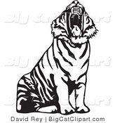 Big Cat Vector Clipart of a Yawning Black and White Tiger Roaring by David Rey