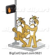 Vector Clipart of a Cartoon Bobcat School Mascot Stopping Another from Using a Crosswalk at the Wrong Time, Symbolizing Safety by Toons4Biz