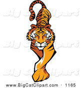 Vector Clipart of a Prowling Tiger by Chromaco