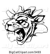 Vector Clipart of a Vicious Tiger Mascot Breaking Through a Wall - Black and White Version by AtStockIllustration