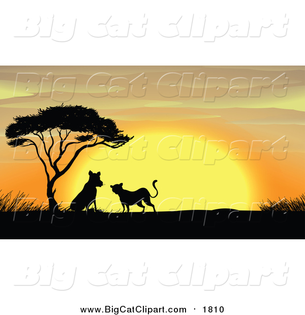 Big Cat Cartoon Vector Clipart of a Silhouetted Leopards by an Acacia Tree at Sunset