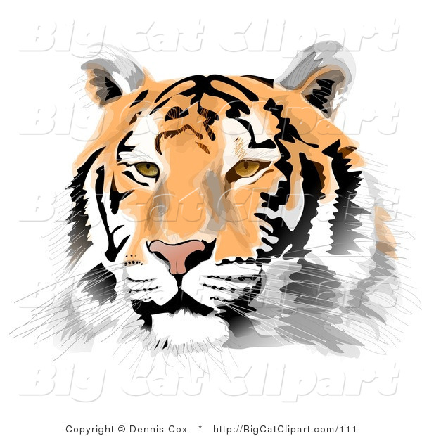Big Cat Clipart of a Handsome Tiger Face