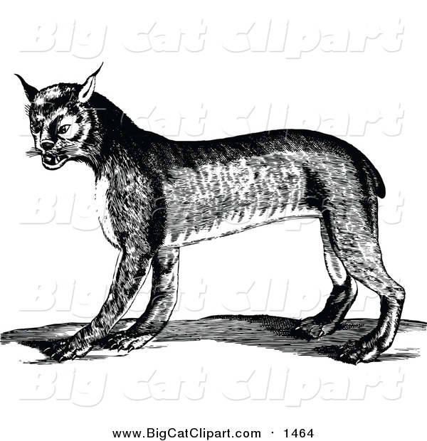 Big Cat Vector Clipart of a Black and White Bobcat