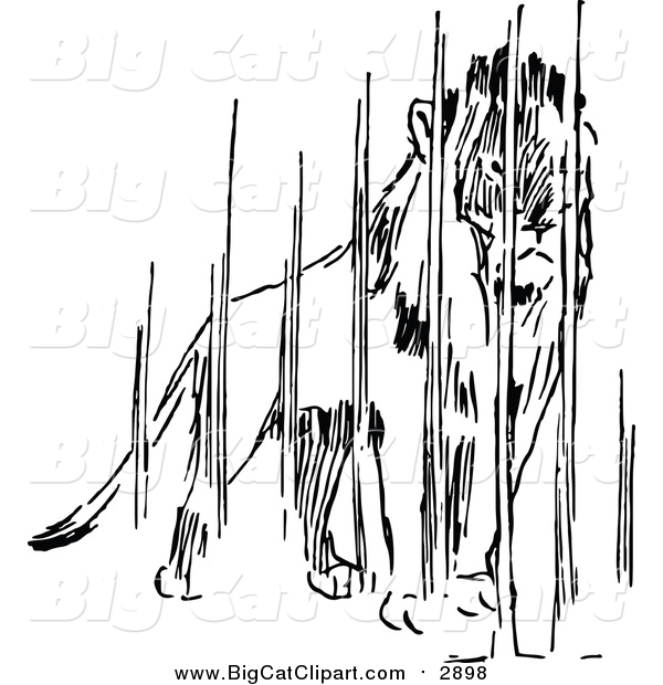 Big Cat Vector Clipart of a Black and White Caged Lion