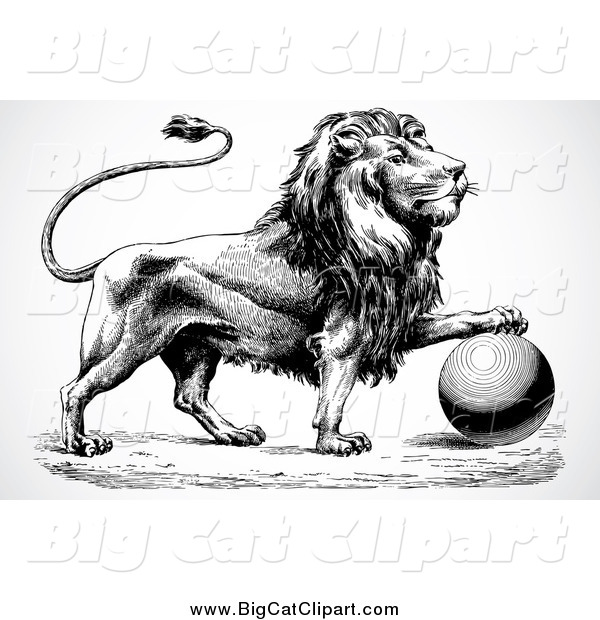 Big Cat Vector Clipart of a Black and White Lion Resting a Paw on a Ball