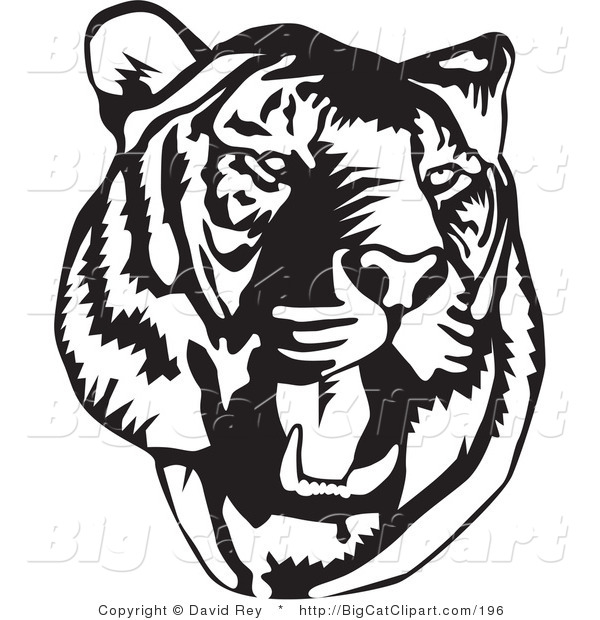 Big Cat Vector Clipart of a Black and White Roaring Tiger Head on White