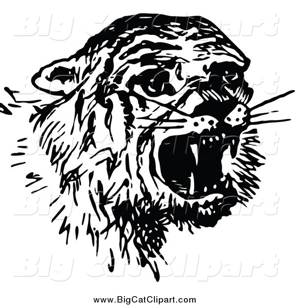 Big Cat Vector Clipart of a Black and White Scared Tiger