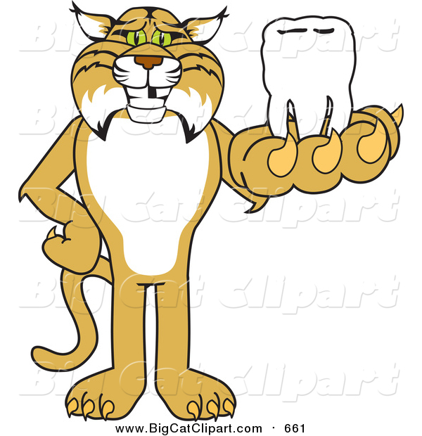 Big Cat Vector Clipart of a Bobcat Holding a Tooth