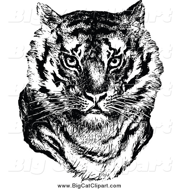 Big Cat Vector Clipart of a Retro Black and White Tiger Face