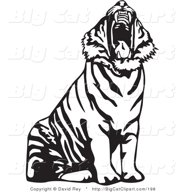 Big Cat Vector Clipart of a Yawning Black and White Tiger Roaring