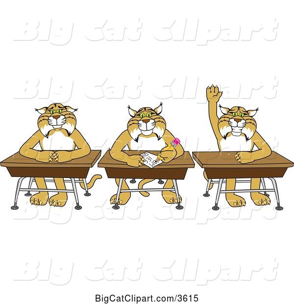 Vector Clipart of Cartoon Bobcat School Mascots Sitting at Desks, One Raising His Hand, Symbolizing Respect