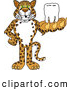 Big Cat Cartoon Vector Clipart of a Grinning Cheetah, Jaguar or Leopard Character School Mascot Holding a Tooth by Mascot Junction