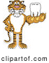 Big Cat Cartoon Vector Clipart of a Happy Tiger Character School Mascot Holding a Tooth by Mascot Junction