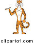 Big Cat Cartoon Vector Clipart of a Tiger Presenting and Standing Upright by Cartoon Solutions